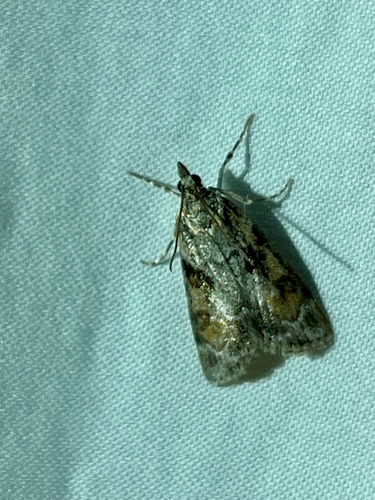 iNaturalist observation photo of Eudonia spenceri