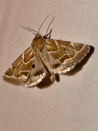 iNaturalist observation photo of Acute-lined Flower Moth