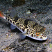 Smooth Toadfish - Photo (c) Sascha, some rights reserved (CC BY-NC), uploaded by Sascha Schulz