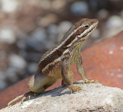 Leiocephalus cubensis