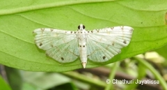 Pycnarmon