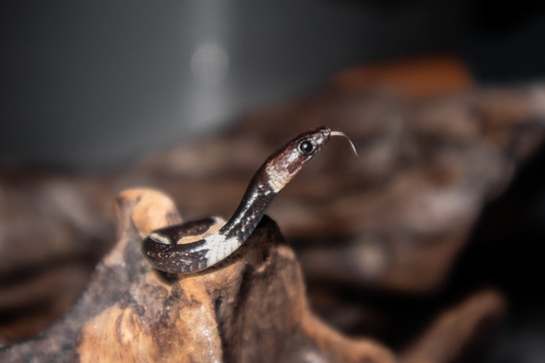 Sulawesi Wolf Snake