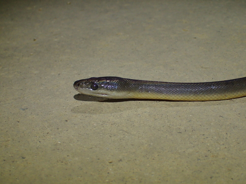 Water Python sighting