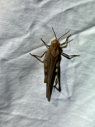 iNaturalist observation photo of Crackling Forest Grasshopper