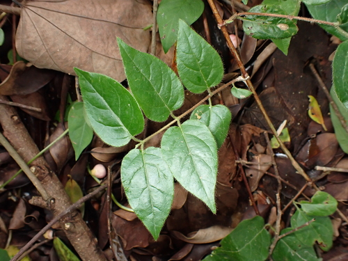 Lonicera macrantha observed 2025-07-22