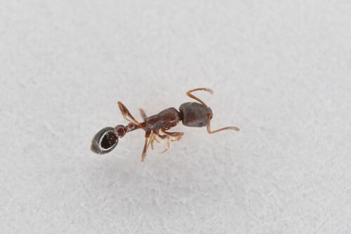 Cardiocondyla strigifronsCardiocondyla strigifrons