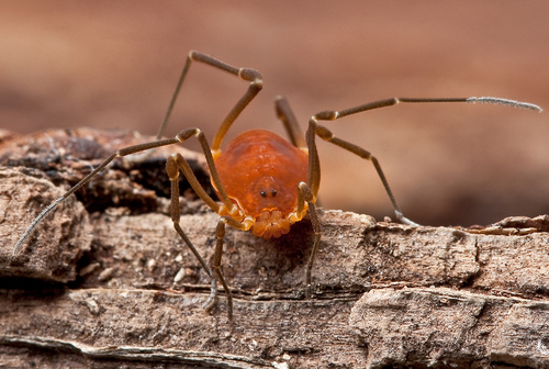 Say's Armored Harvestman