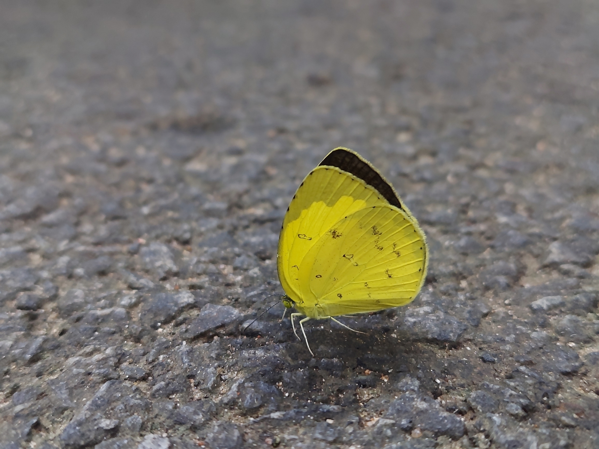Common Grass Yellow