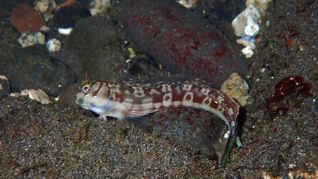 Leopard Blenniella (Blenniella leopardus)