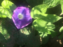 Ipomoea indica