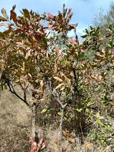 River Beechwood (Faurea delevoyi)