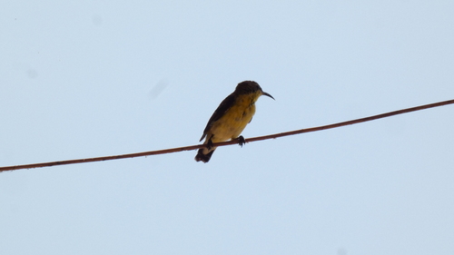 Purple Sunbird