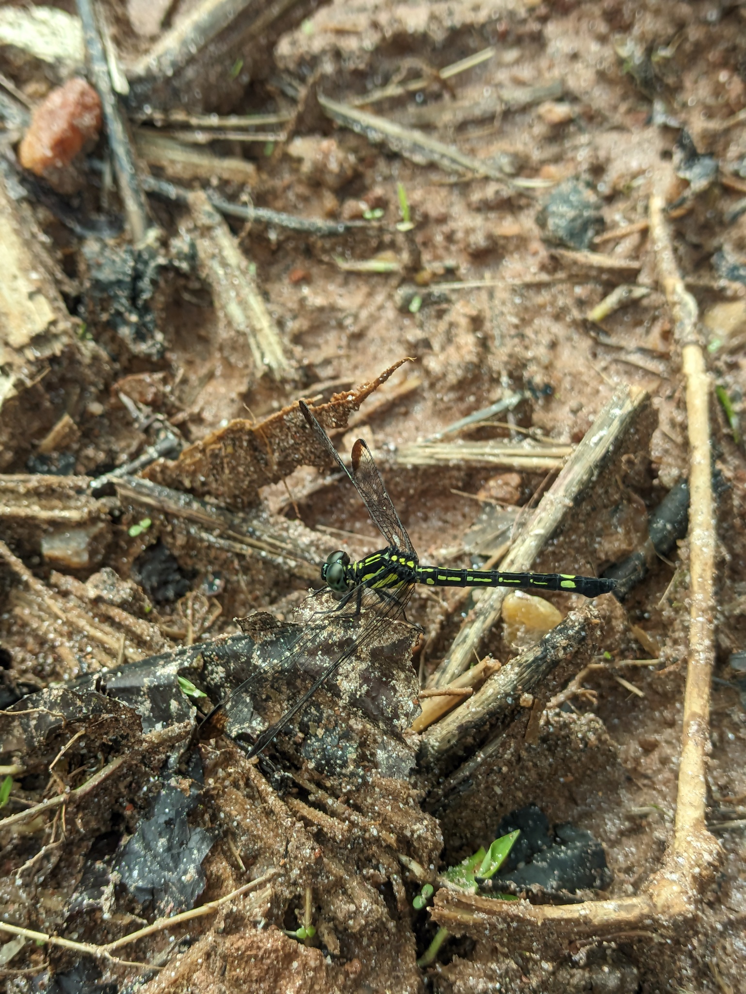 Blue Hawklet