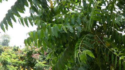 Indian tree of heaven