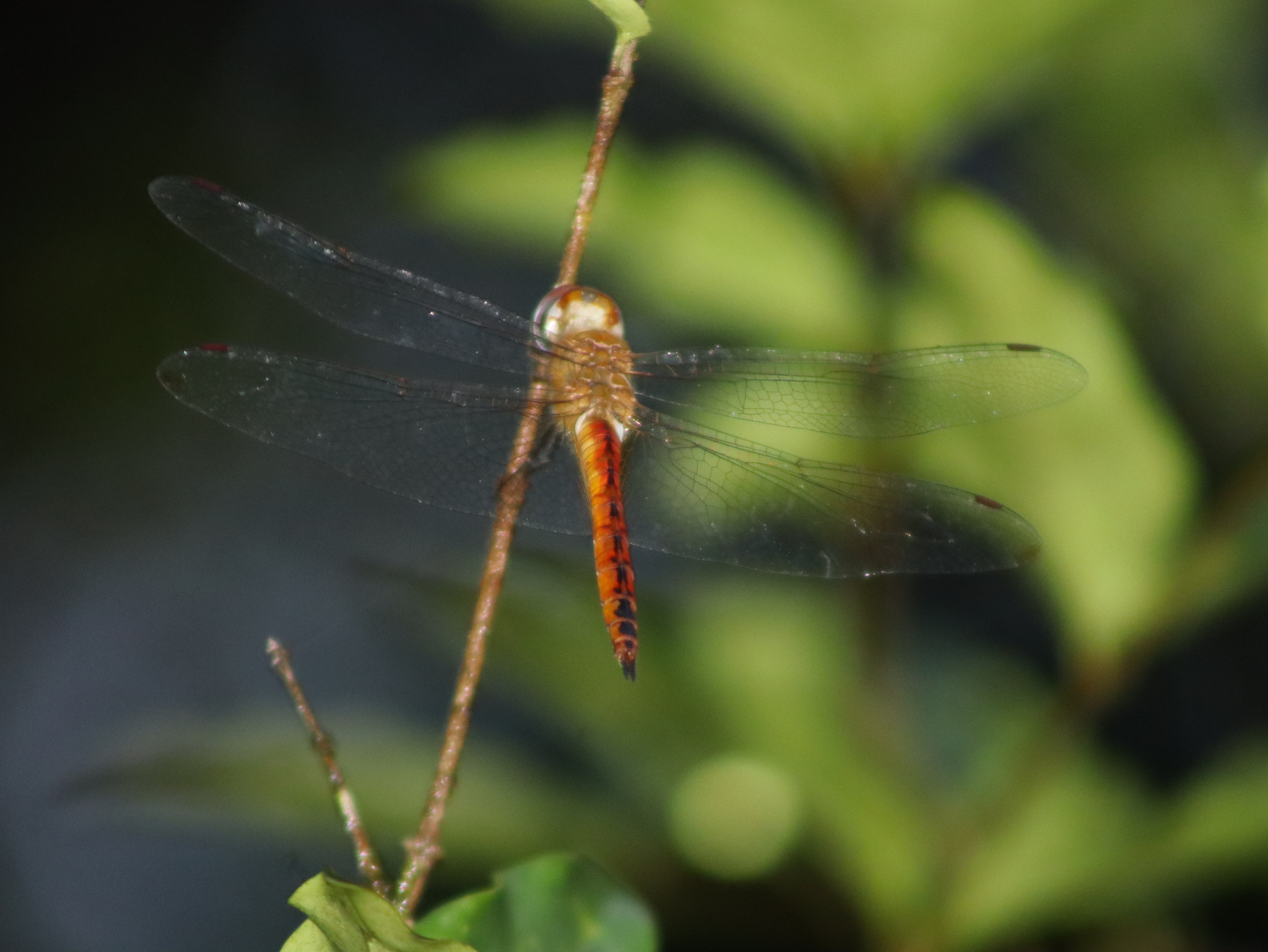 Globe Skimmer