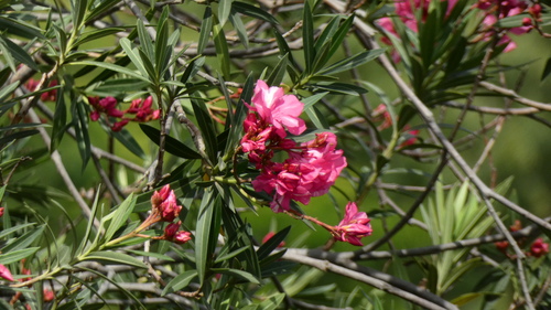 oleander