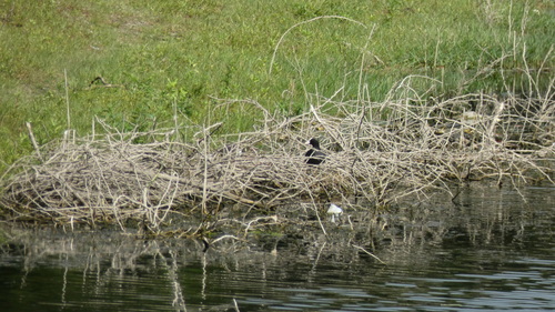 Eurasian Coot