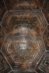 Berlandier's Tortoise photo 2