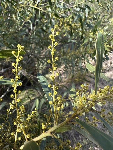 Boomerang Wattle (Acacia amoena)