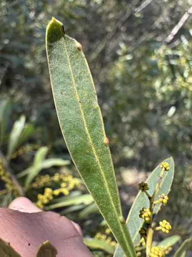 Acacia amoena, photograph 2