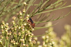 Tachypompilus unicolor