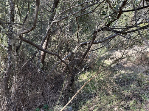 Acacia amoena, photograph 3