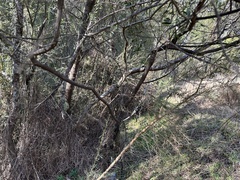 Acacia amoena, photograph (c) prossington, some rights reserved (CC BY)