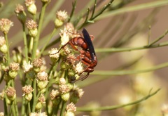 Tachypompilus unicolor