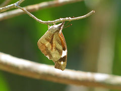 Libytheana motya