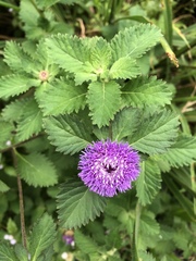 Centratherum punctatum