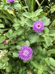 Centratherum punctatum