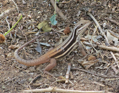 Leiocephalus stictigaster