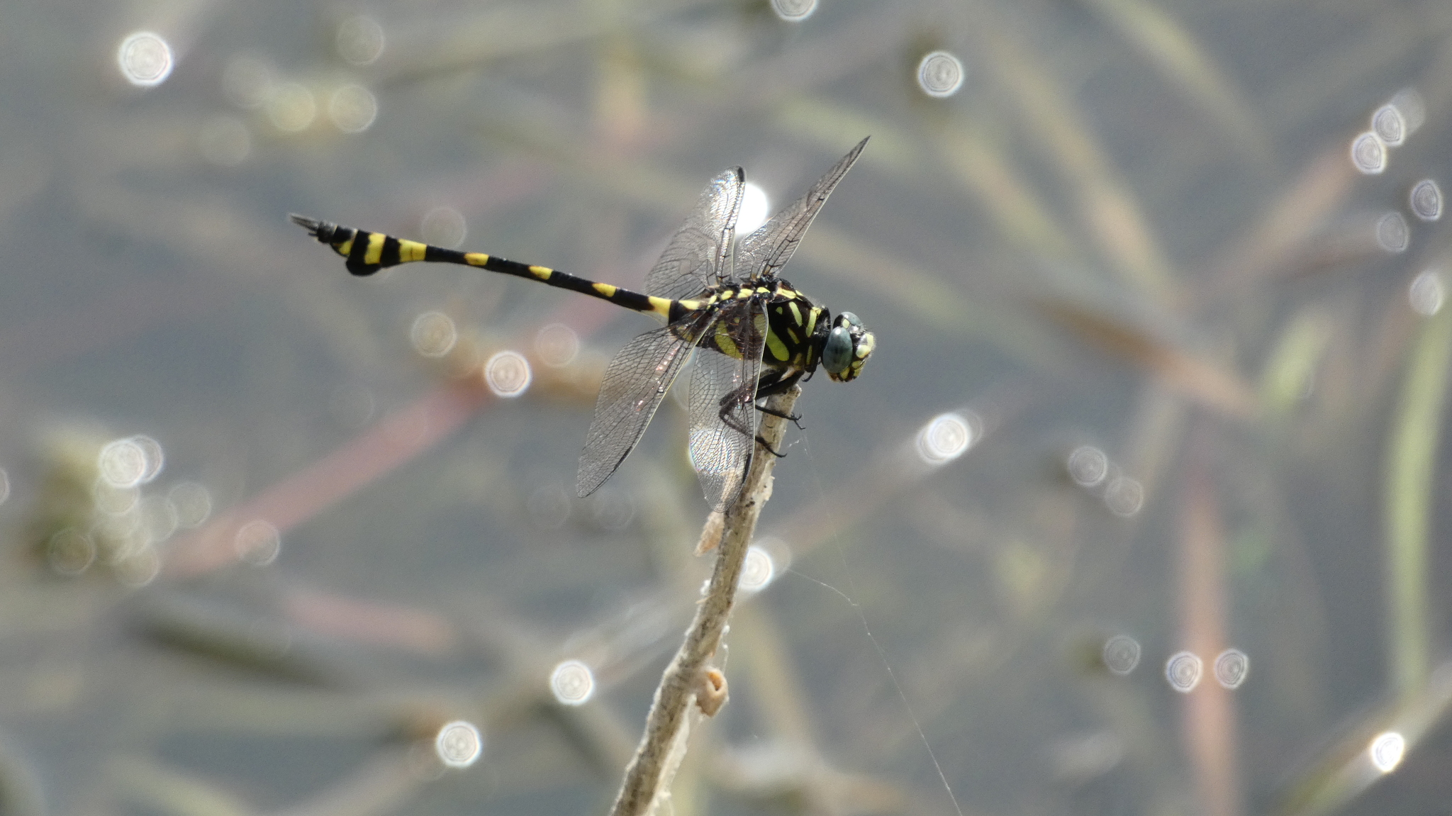 Indian Common Clubtail