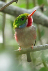 Todus multicolor