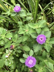 Centratherum punctatum