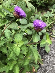 Centratherum punctatum