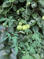 Cardiospermum halicacabum