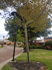 Platanus occidentalis