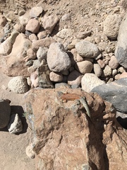 Liolaemus constanzae