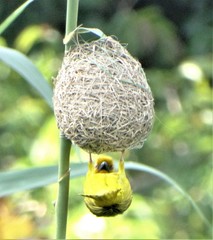 Ploceus subaureus subaureus