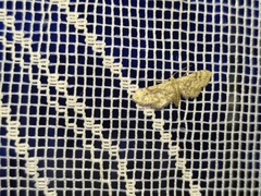 Idaea microptera