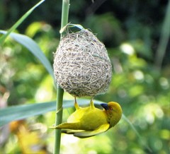 Ploceus subaureus subaureus