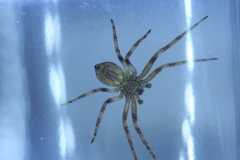 Philodromus cespitum