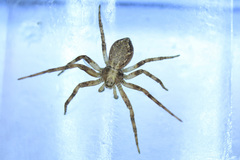 Philodromus cespitum