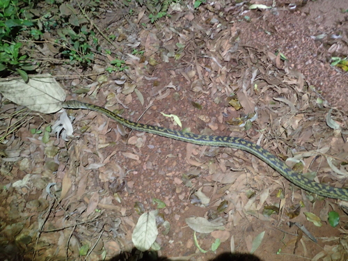Australian Scrub Python sighting