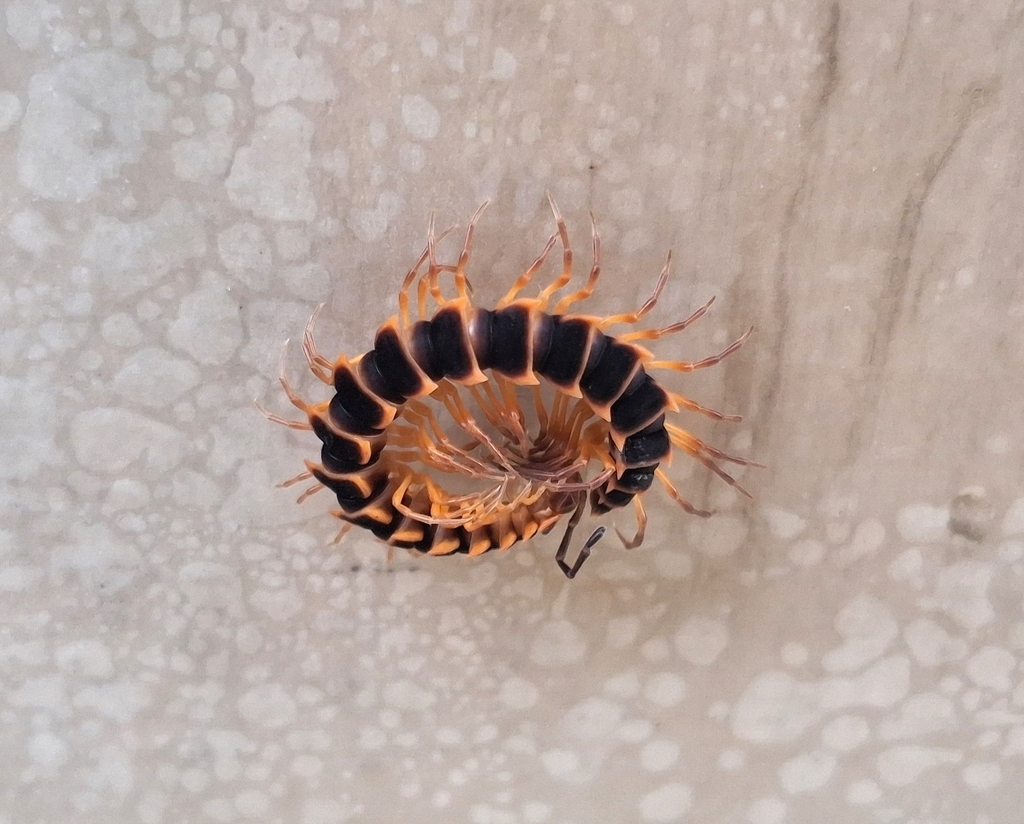 Kronopolites occidentalis