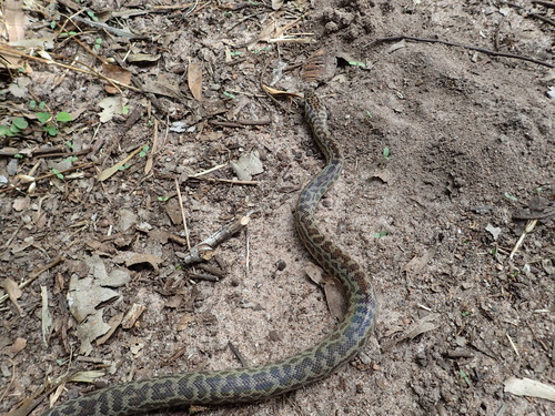 Papuan Spotted Python sighting