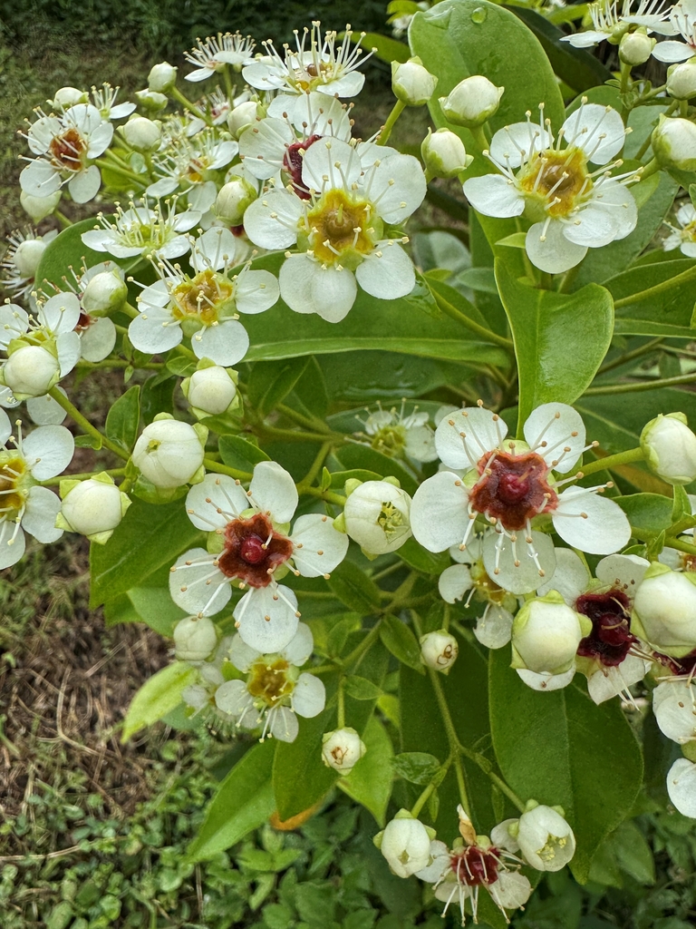 Xanthostemon bracteatus
