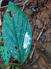 Rhombophylla edentata