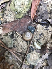 Bradybaena similaris